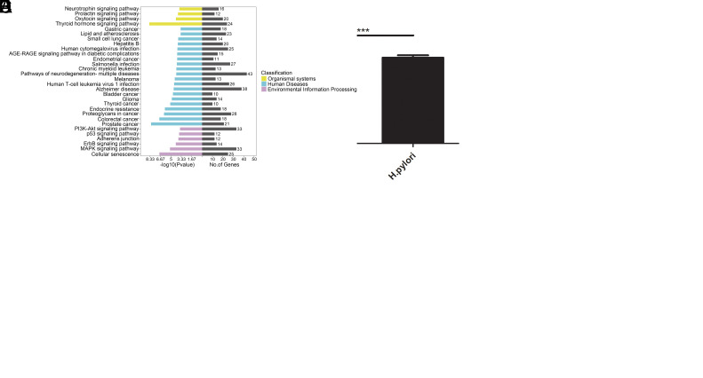 Helicobacter pylori Promoted miR-196a/b-5p Expression and Accelerated Tumorigenesis of the Gastric Mucosa by Targeting IGF2BP1 and Activating PI3K-Akt Signaling Pathway.
