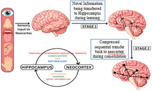 Neuro-respiratory Synchronization: Connecting Brainwaves and Breath for Cognitive Harmony - Narrative Review.