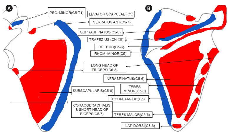 Regional anesthesia for scapular surgeries: a scoping review.