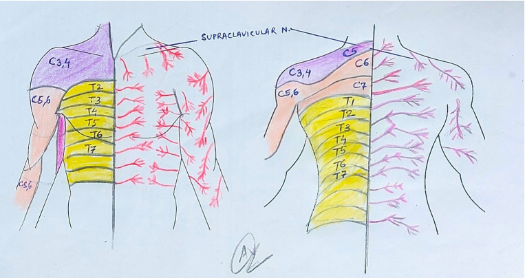 Regional anesthesia for scapular surgeries: a scoping review.