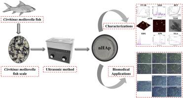 Ultrasonic-assisted green synthesis and characterization of nano-hydroxyapatite from Cirrhinus molitorella fish scales bio-waste for biomedical applications