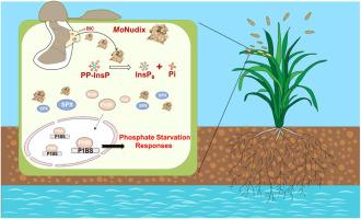 Science: Pathogenic fungi exploit plant phosphate sensing via Nudix hydrolase effectors