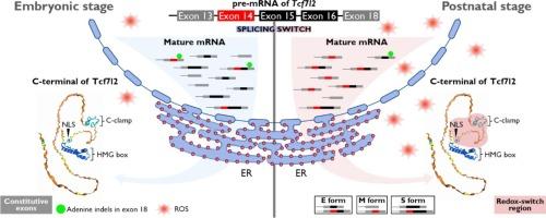 Isoform switch of T-cell factor7L2 during mouse heart development