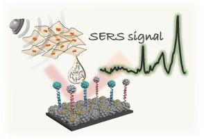 SERS nanotags for ultrasensitive and dual biomarker detection of breast cancer