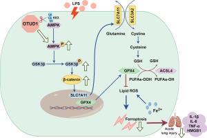 OTUD1 inhibits macrophage ferroptosis via regulation of AMPK and GSK3β/β-catenin signaling pathways exerting protective effects in sepsis-induced acute lung injury