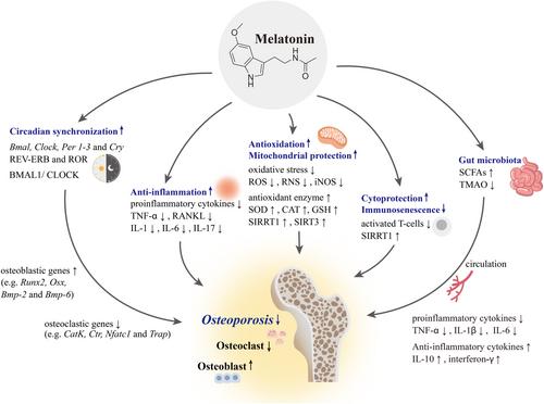 Melatonin: A Potential Therapy for Osteoporosis With Insights Into Molecular Mechanisms