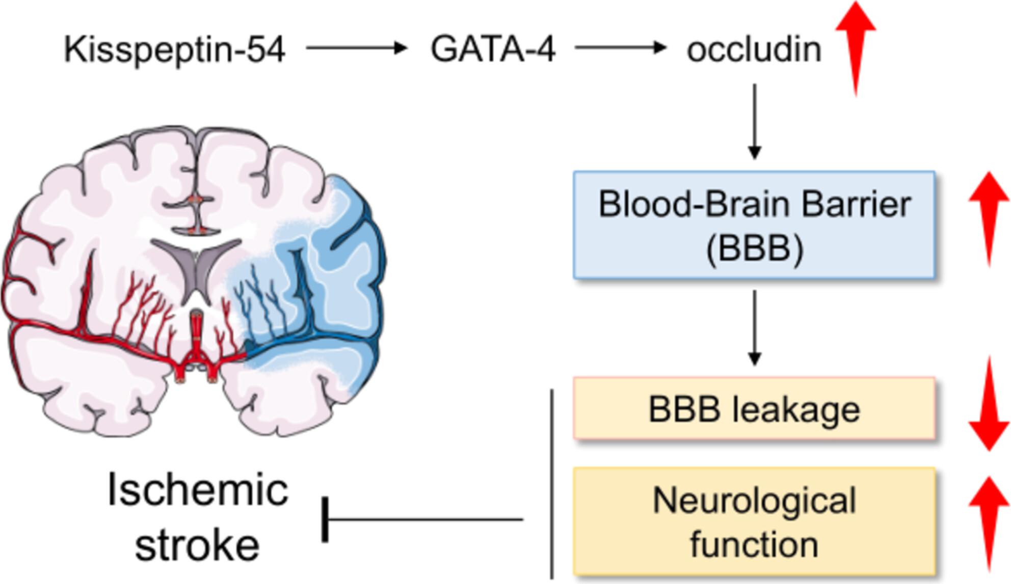 Kisspeptin-54 Restores Blood–Brain Barrier Integrity via GATA-4 in Ischemic Stroke