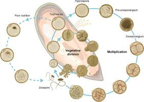 Isolation, culture, and optimal growth conditions for the shellfish protozoan parasite, Perkinsus olseni