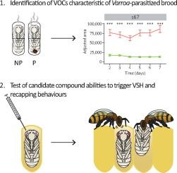 Identification of five volatile organic compounds that trigger hygienic and recapping behaviours in the honey bee (Apis mellifera)