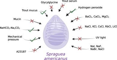 Development of a novel assay for extensive characterization of the germination conditions of Spraguea americanus: a microsporidian parasite of the American anglerfish (Lophius americanus)
