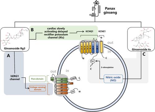 Traditional Chinese Medicine for Anti-Arrhythmias: Mechanisms via Potassium Channels