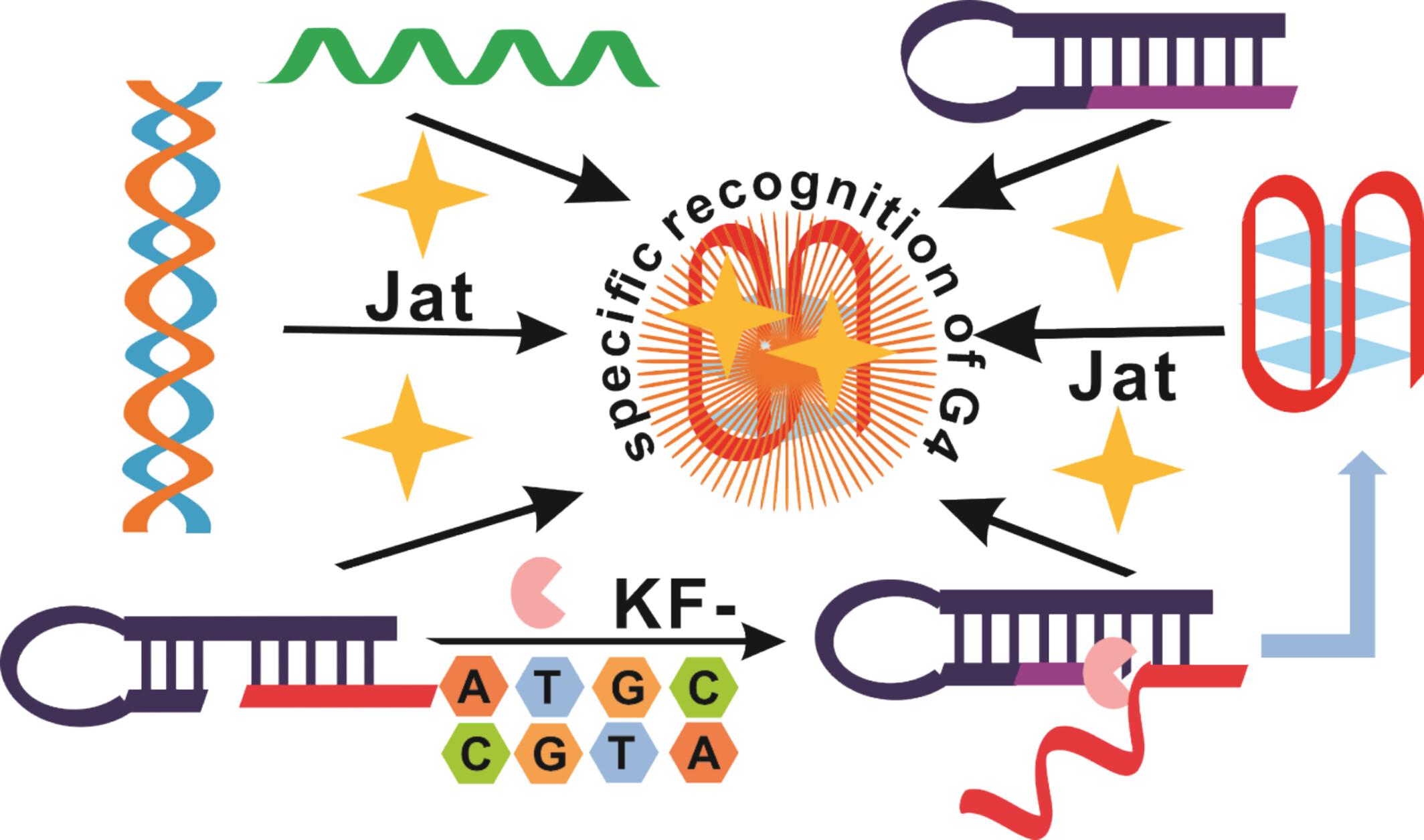 Novel Fluorescent Probe for Selective Recognition of G-Quadruplex Based on Aggregation Induced Emission