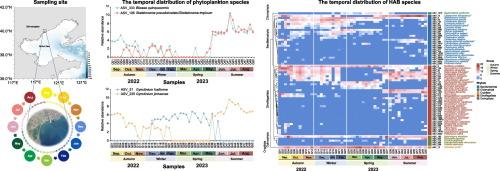 Diversity and dynamics of potentially harmful algal bloom species in the Qinhuangdao region revealed by high-frequency environmental DNA metabarcoding