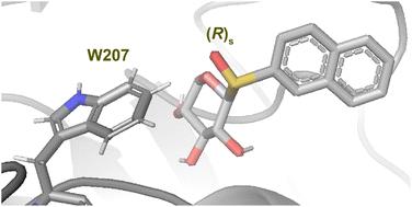 Synthesis, conformational analysis and biological activity of xylopyranosyl sulfur-containing glycosides: dependence of sulfur atom configuration†
