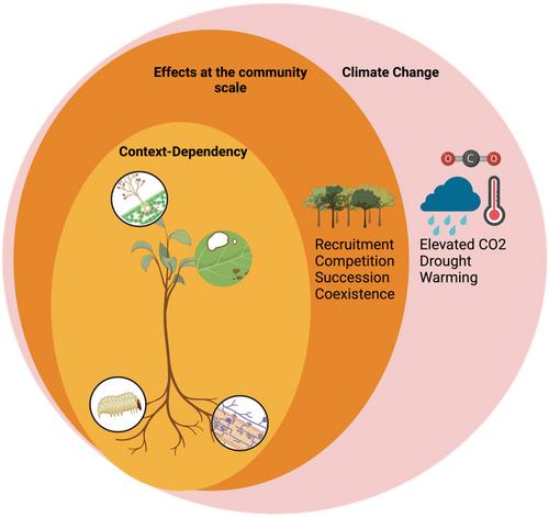 The influence of beneficial fungi on plant–enemy interactions and plant community structure