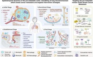 Spatiotemporal dynamics of the pre-metastatic niche: remodeling of lung microenvironment before breast cancer metastasis and targeted intervention strategies