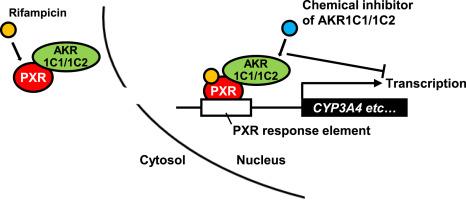 Human aldo-keto reductase (AKR) 1C1 and 1C2 act as coactivators of pregnane X receptor, a master regulator of drug-metabolizing and gluconeogenesis enzymes