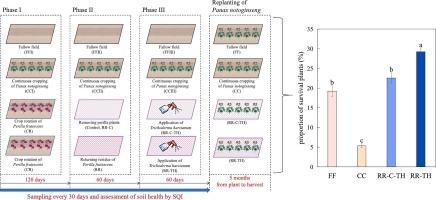 The efficacy of Perilla frutescens rotation and Trichoderma harzianum application in mitigating continuous cropping challenges of Panax notoginseng