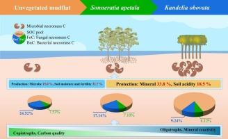 Mangrove afforestation increases microbial necromass but reduces their contribution to soil carbon pool
