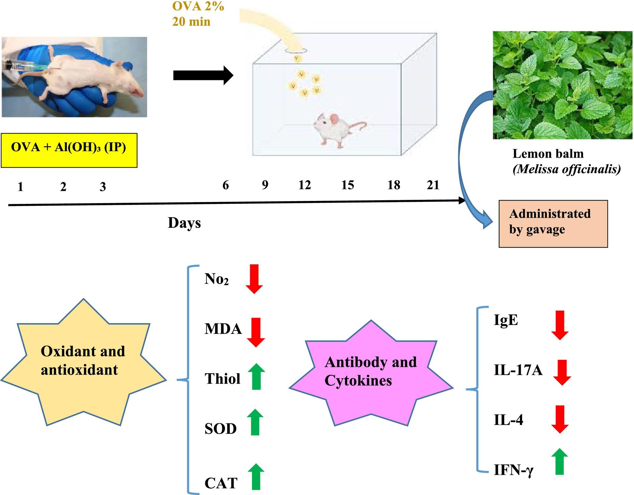 Protective Effect of Melissa officinalis (Lemon Balm) Extract on Cytokine Levels and Oxidative Stress in Ovalbumin Induced Lung Toxicity in Rats