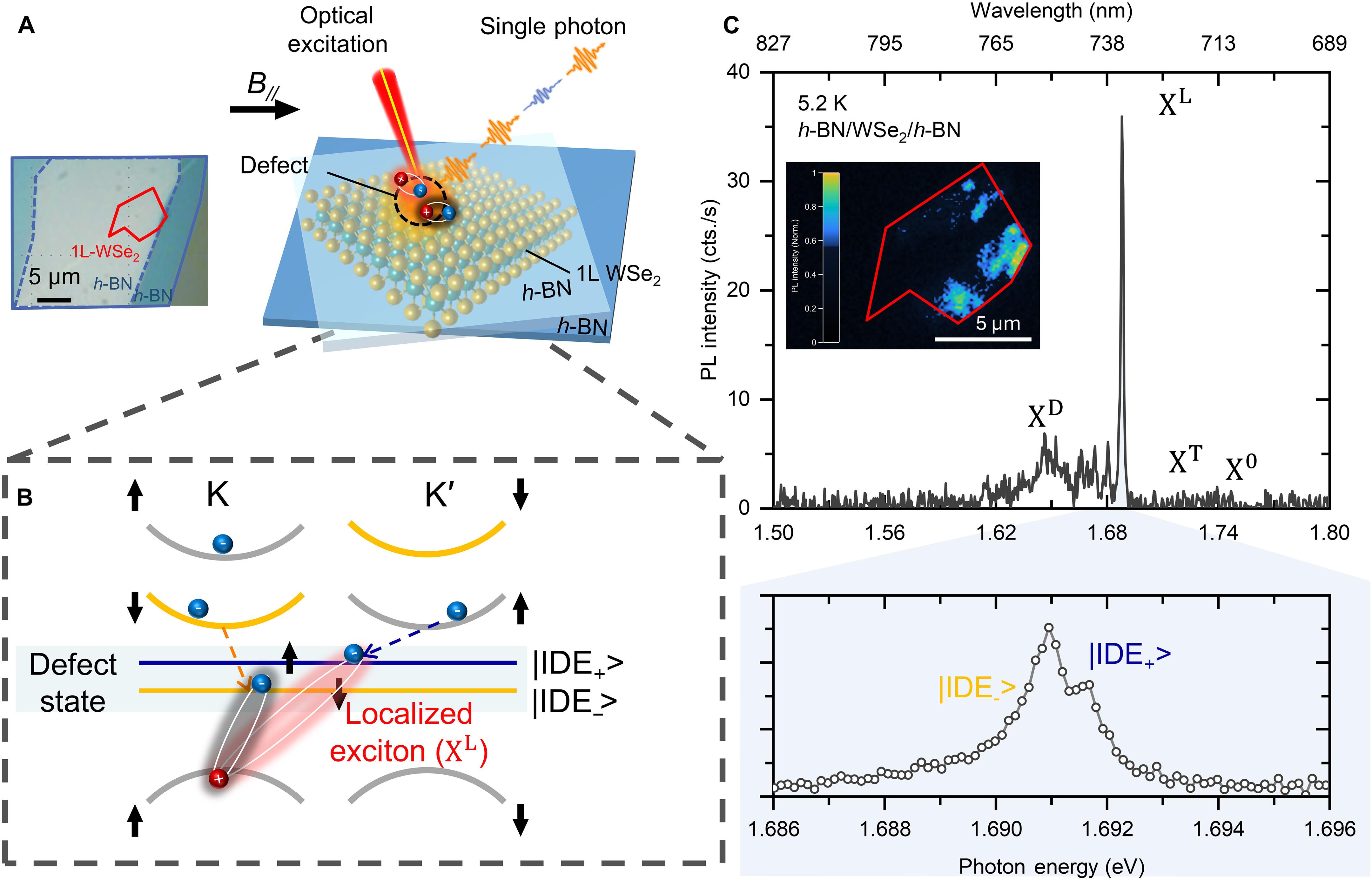 Magnetic brightening and its dynamics of defect-localized exciton emission in monolayer two-dimensional semiconductor