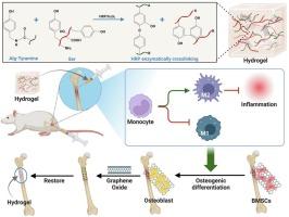 Promotion of rat femoral distal bone defect repair using alginate-silk fibroin composite hydrogel