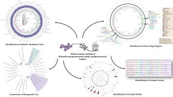 Unravelling the genomes of multidrug-resistant Klebsiella quasipneumoniae: A study of clinical and environmental isolates