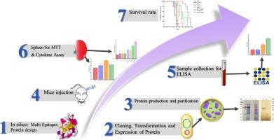 Design and immunological evaluation of a multi-epitope vaccine candidate against Toxoplasma gondii incorporating MIC13, GRA1, and SAG1 antigens in BALB/c mice
