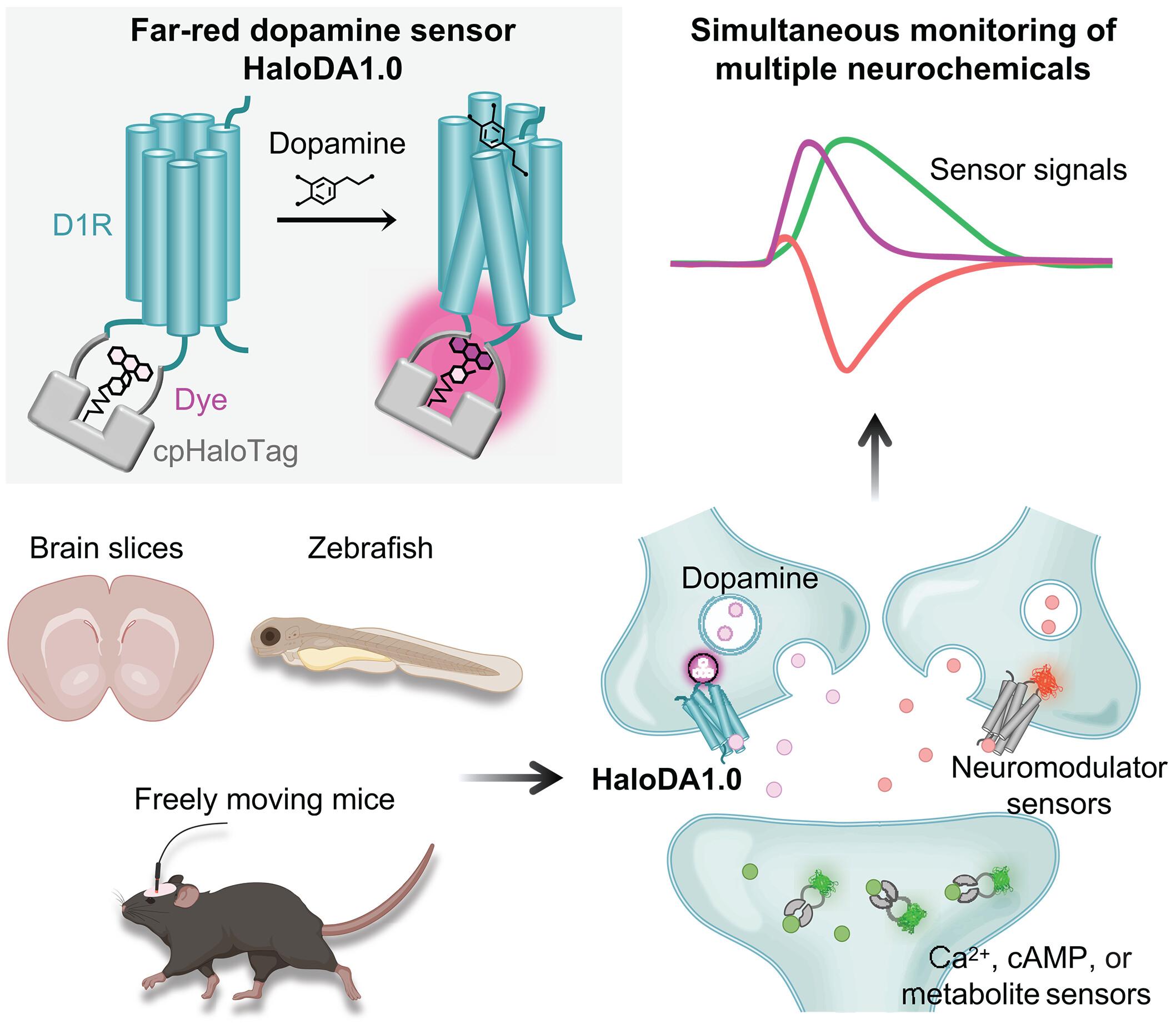 In vivo multiplex imaging of dynamic neurochemical networks with designed far-red dopamine sensors