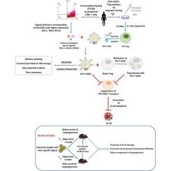 Preproinsulin-specific regulatory T cell-derived exosomes loaded with immune-checkpoint ligands can suppress autoimmune responses in type 1 diabetes