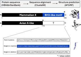 Comparative structural insights of X protein across species and the “lost” BH3-like domain that may explain the absence of hepatocellular carcinoma in birds