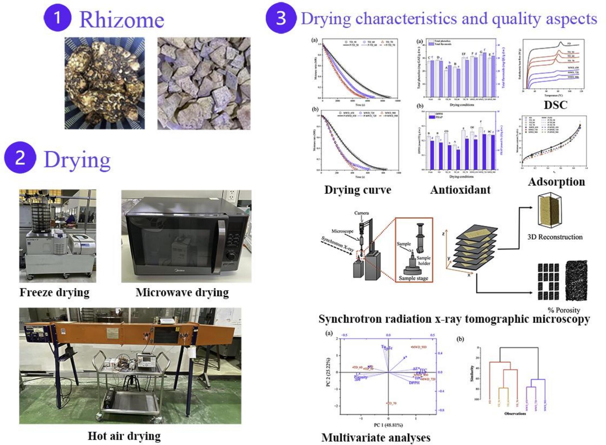 Comparative Study of Convective and Intermittent Microwave Drying of Red Water Lily (Nymphaea × rubra) Rhizomes: Drying Behavior, Microstructural Changes and Drying Effects on Thermal, Antioxidant and Adsorption Properties