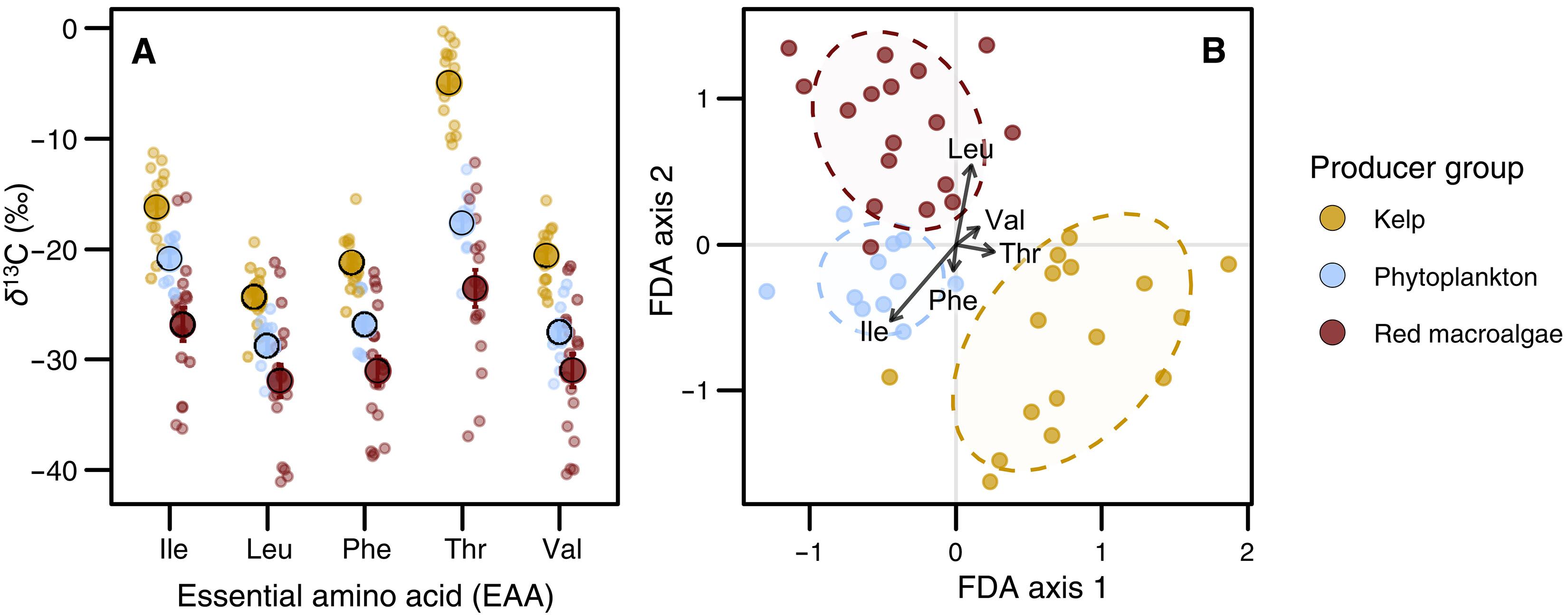 Kelp forest loss and emergence of turf algae reshapes energy flow to predators in a rapidly warming ecosystem