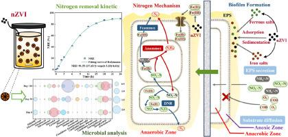 Revealing the characteristics and nitrogen metabolism mechanism of Anammox biofilm assisted by nanoscale zero-valent iron
