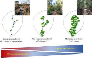 Influence of restored riparian forest structure and age on channel morphology and health of neotropical streams