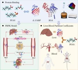 Binding of per- and polyfluoroalkyl substances with liver and serum proteins in rats: implications for physiologically based pharmacokinetic modelling