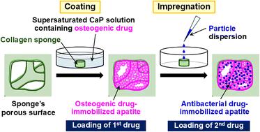 Integration of dual drugs into a collagen scaffold by a combination of apatite coating and impregnation with apatite particles for periodontal regeneration