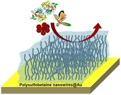 The impact of nanostructuring on the hemocompatibility of polysulfobetaine (PSB) coated hydrogel surfaces†