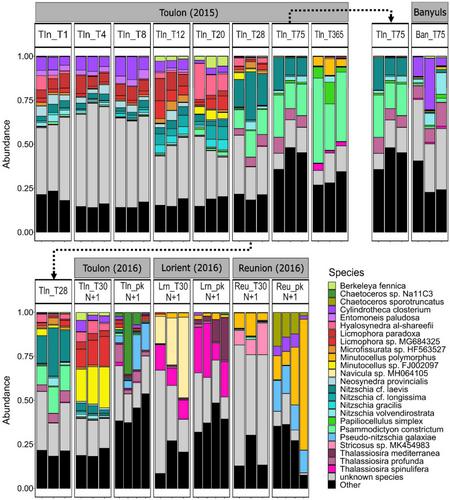 Geographic Genetic Divergence in Tychoplanktonic Taxa Dominating Diatom Communities in Marine Biofilms