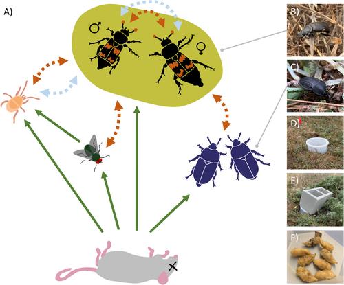 Moisture and competition constrain ephemeral resource quality for burying beetle reproduction