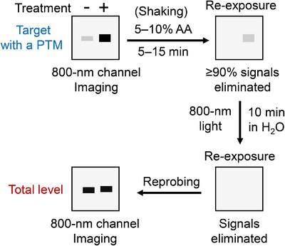 Combining Acid Stripping With Photobleaching for Sequential Single-Channel Fluorescent Western Blot