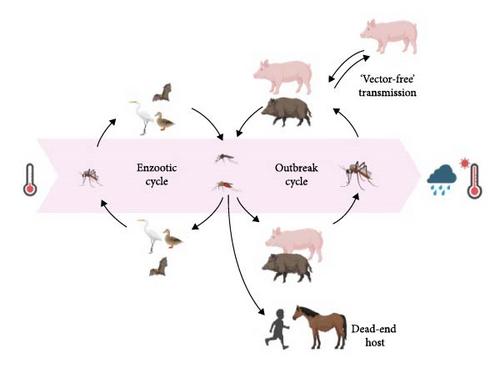European Preparedness for Japanese Encephalitis Virus Through Alignment of Animal Health Laboratory Diagnosis