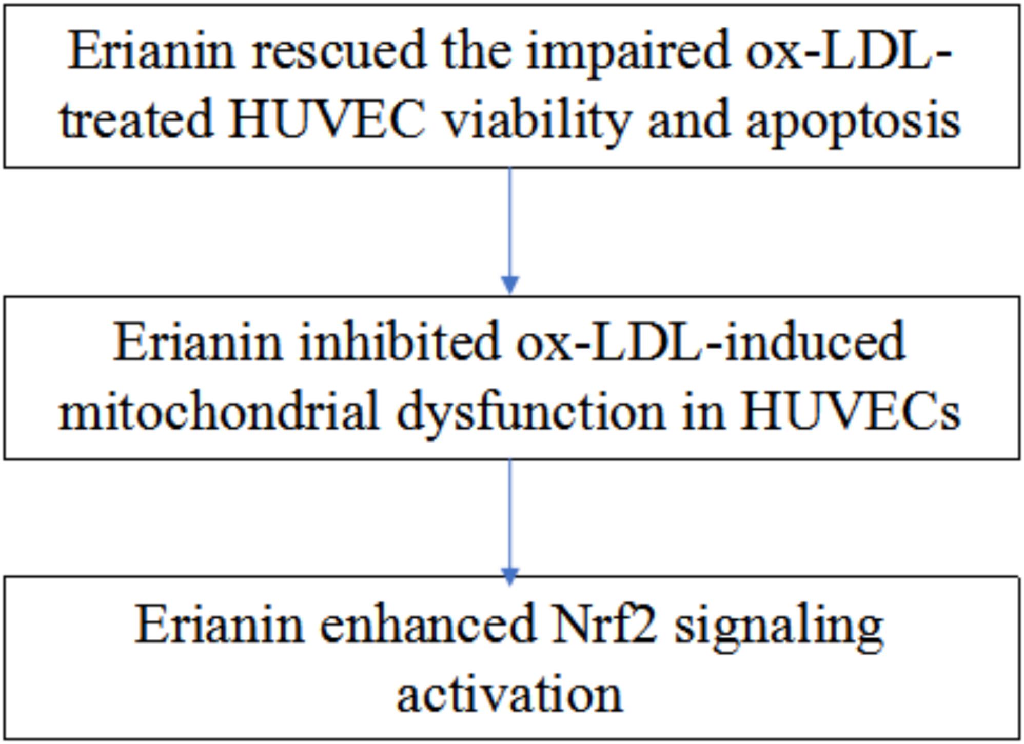 Erianin Protects Human Umbilical Vein Endothelial Cells From Oxidized Low-Density Lipoprotein-Induced Apoptosis and Oxidative Stress Through Activation of Nuclear Factor E2-Related Factor 2 Signaling