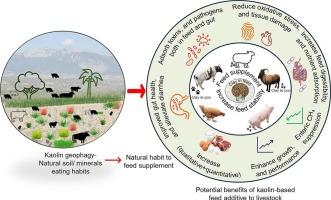 Kaolin clay-based diets for managing livestock's health and methane emission problem