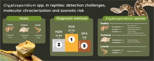 Cryptosporidium spp. in reptiles: Detection challenges, molecular characterization and zoonotic risk