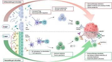 Raf kinase inhibitor protein modulator of gut microbiota and immunotherapy responses in cancer