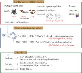 Toll-like receptor-4 in the fish immune system