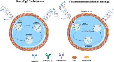 FcRn inhibitors in immune thrombocytopenia: A comprehensive review of therapeutic advances and clinical outcomes