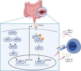 ACSL4 knockdown inhibits colorectal cancer progression through stimulating anti-tumor immunity