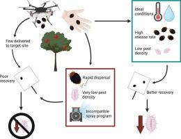 Evaluation of drone and ground releases of Cryptolaemus montrouzieri for mealybug (Pseudococcus maritimus) control in apples